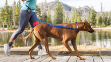 Load image into Gallery viewer, Stunt Puppy Stunt Runner Dog Leashes